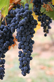 [Wine_grapes.jpg]