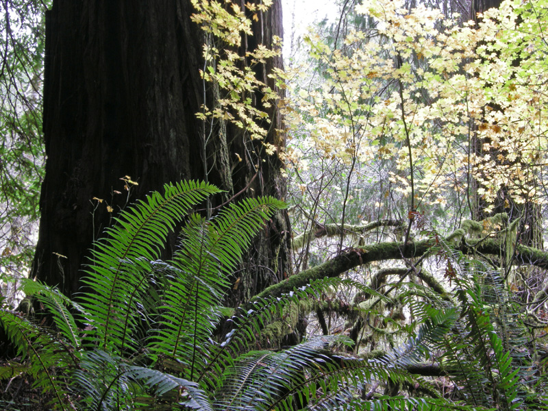 [autumn+ferns+and+redwood+trunk-s.jpg]
