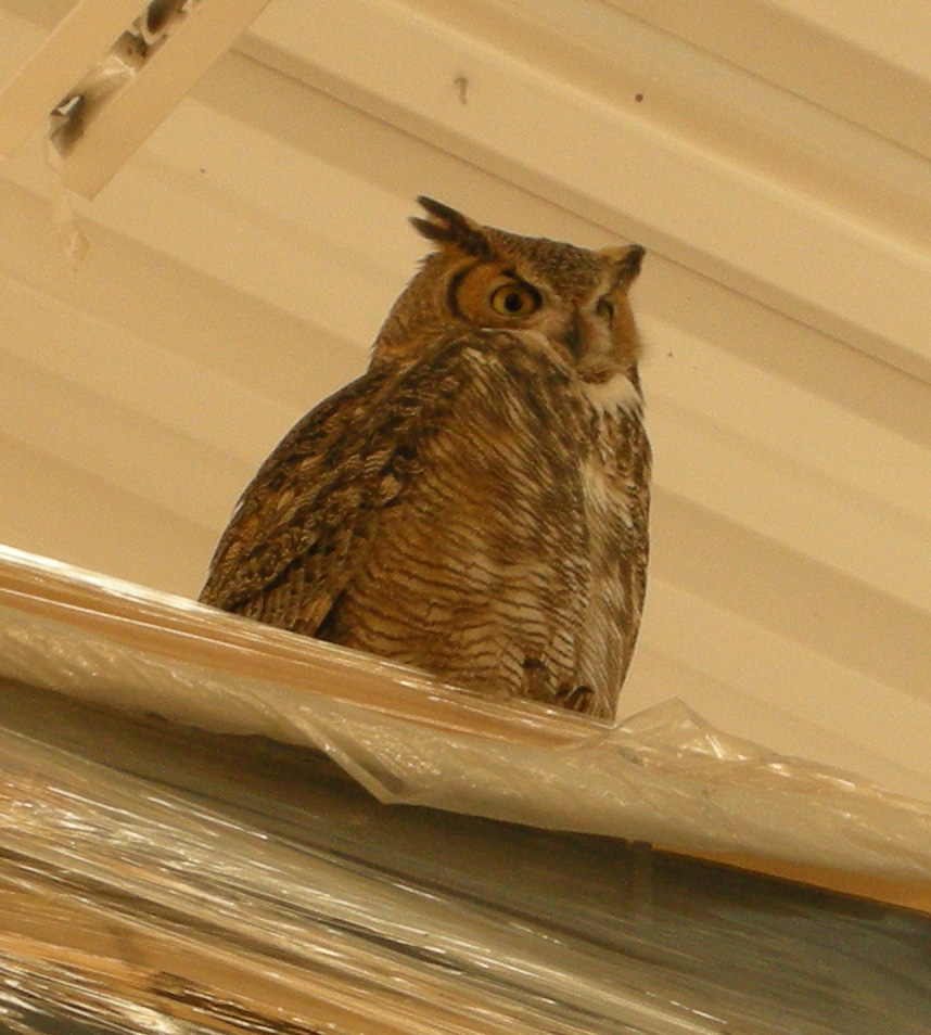 [Great+Horned+Owl+closeup.jpg]