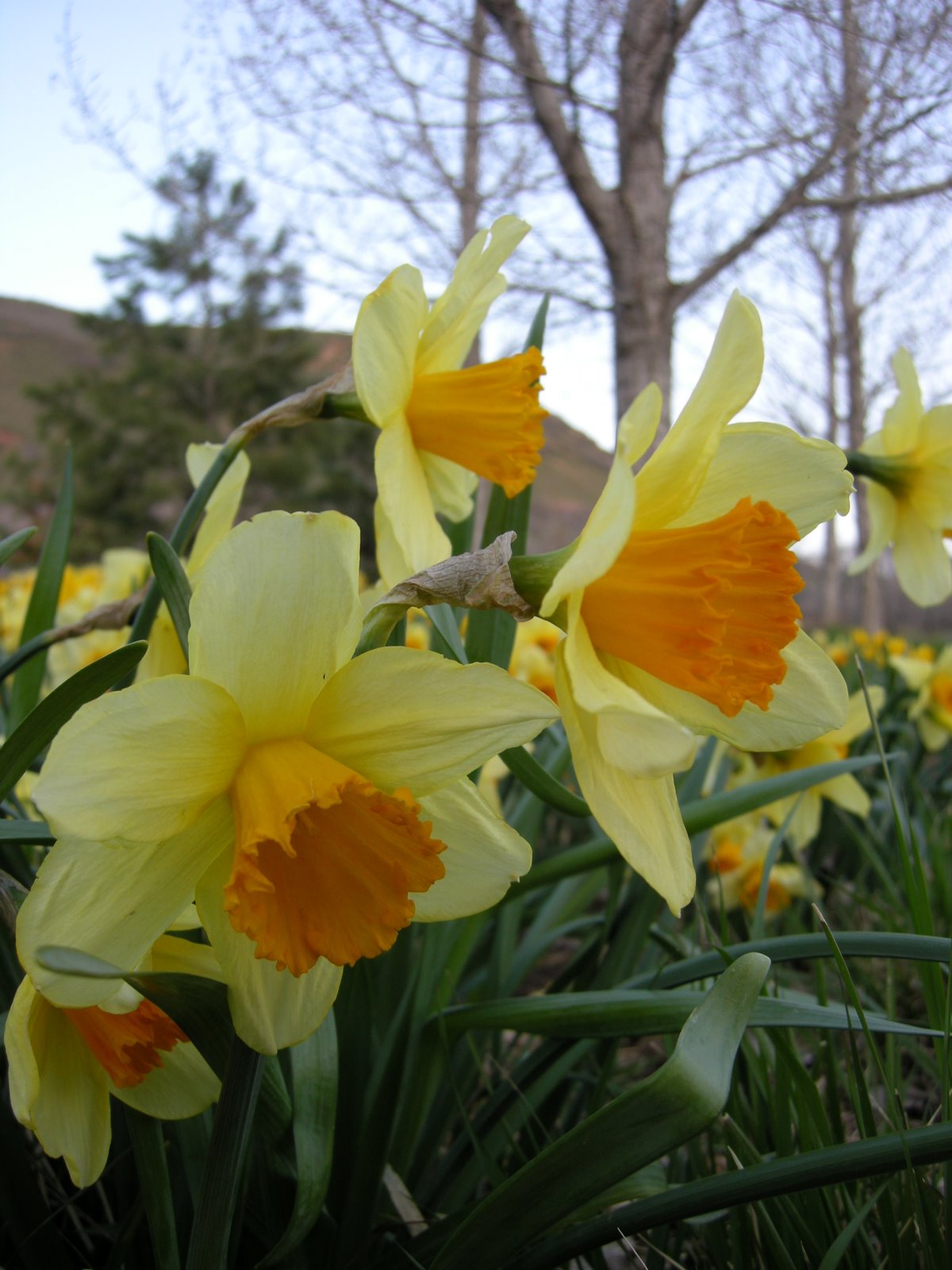 [daffodil+closeups.jpg]