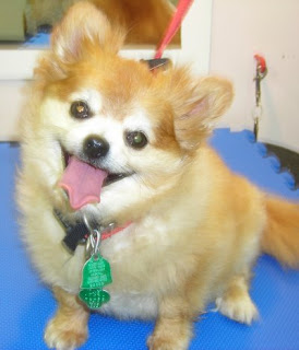 The Healthy Dog: Shaved Pomeranian Before & After Pictures