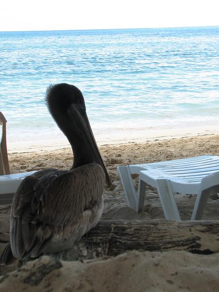 [pelicano.JPG]