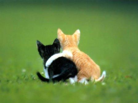 [Cats+love+forever.jpg]