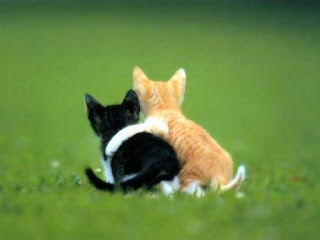 صور ... رومانسية بس اشي جديد Cats+love+forever