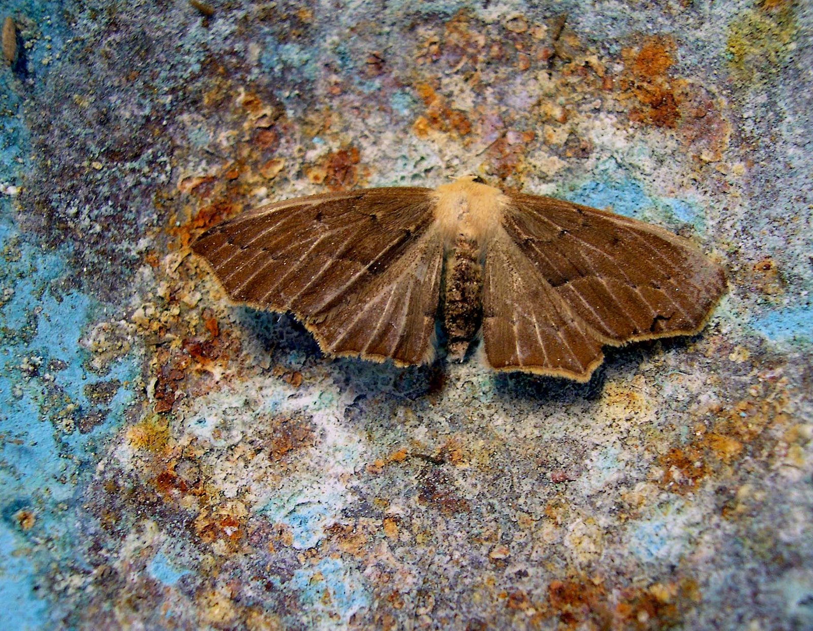 [moth1.jpg]