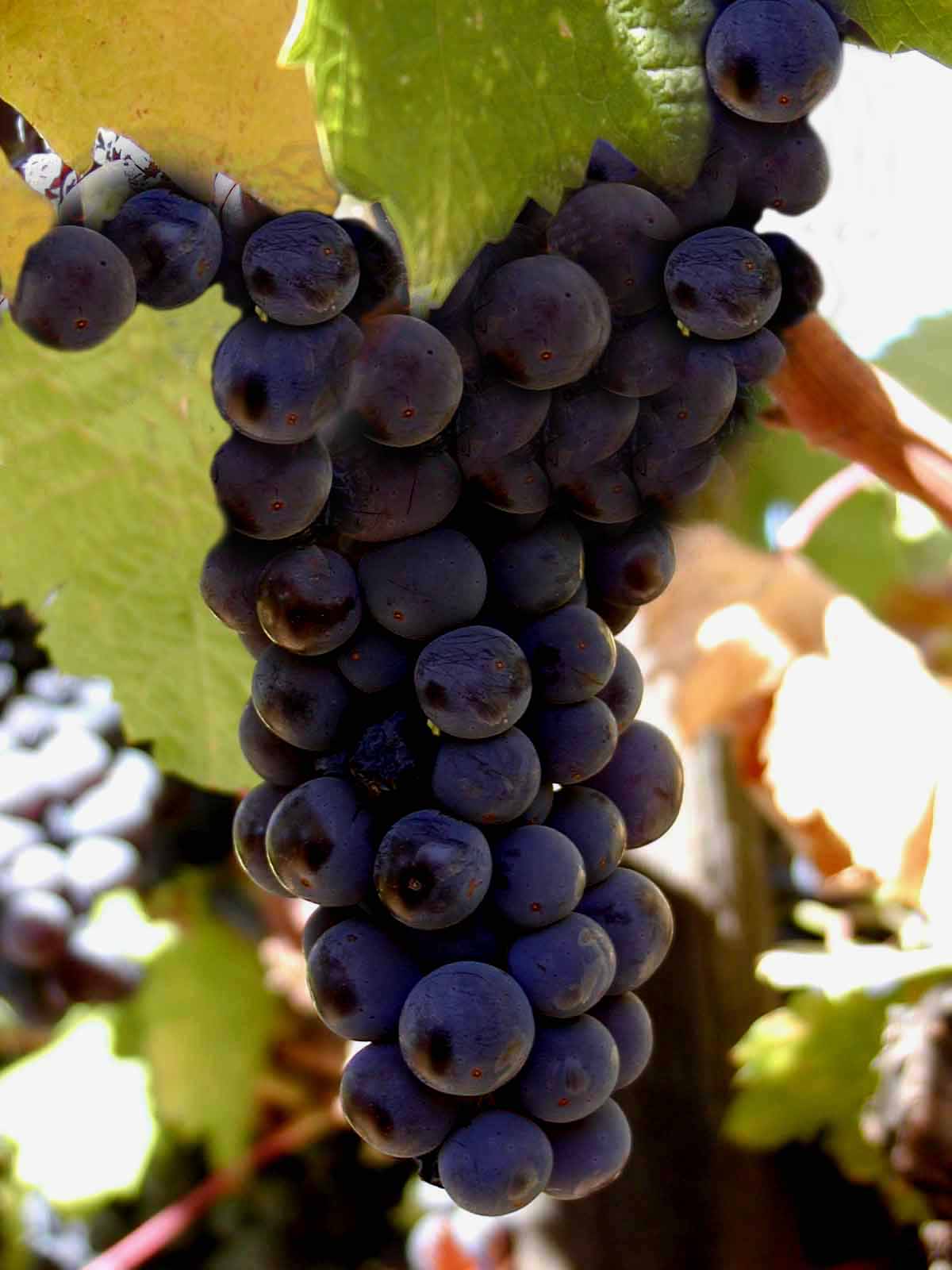 [grapes_purple_closeup.jpg]