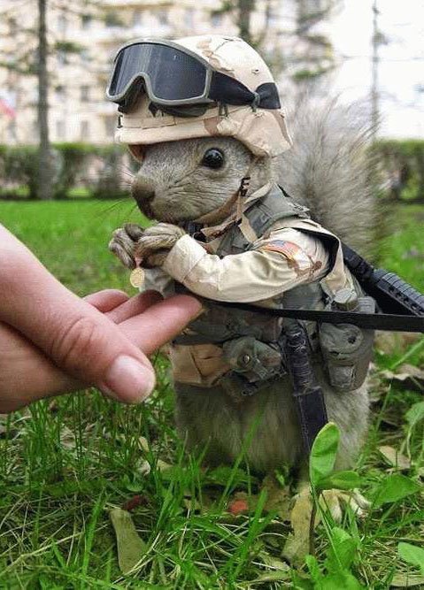 [ArmySquirrel.jpg]