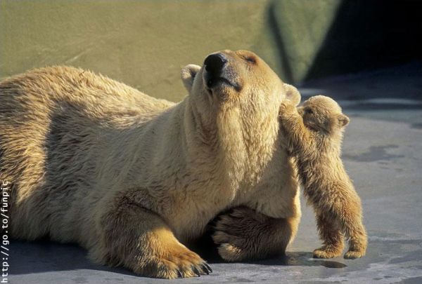 [Polar+Bear+Cub+Whispering+in+Mom's+ear.jpg]