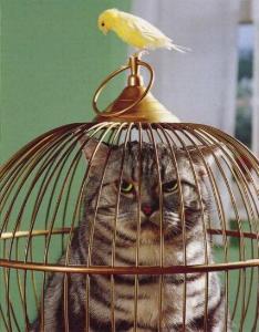 [Cat+in+a+bird+cage.jpg]