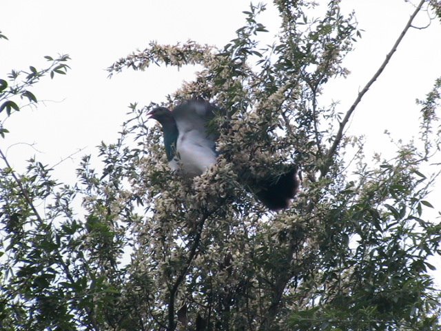 Wood Pigeon (Kereru or Kukupa)