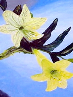 [Easter+Lilies.jpg]