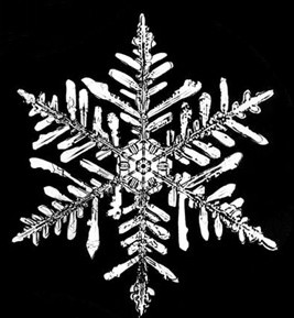 [snowflakes.+cropped.+cropped.jpg]