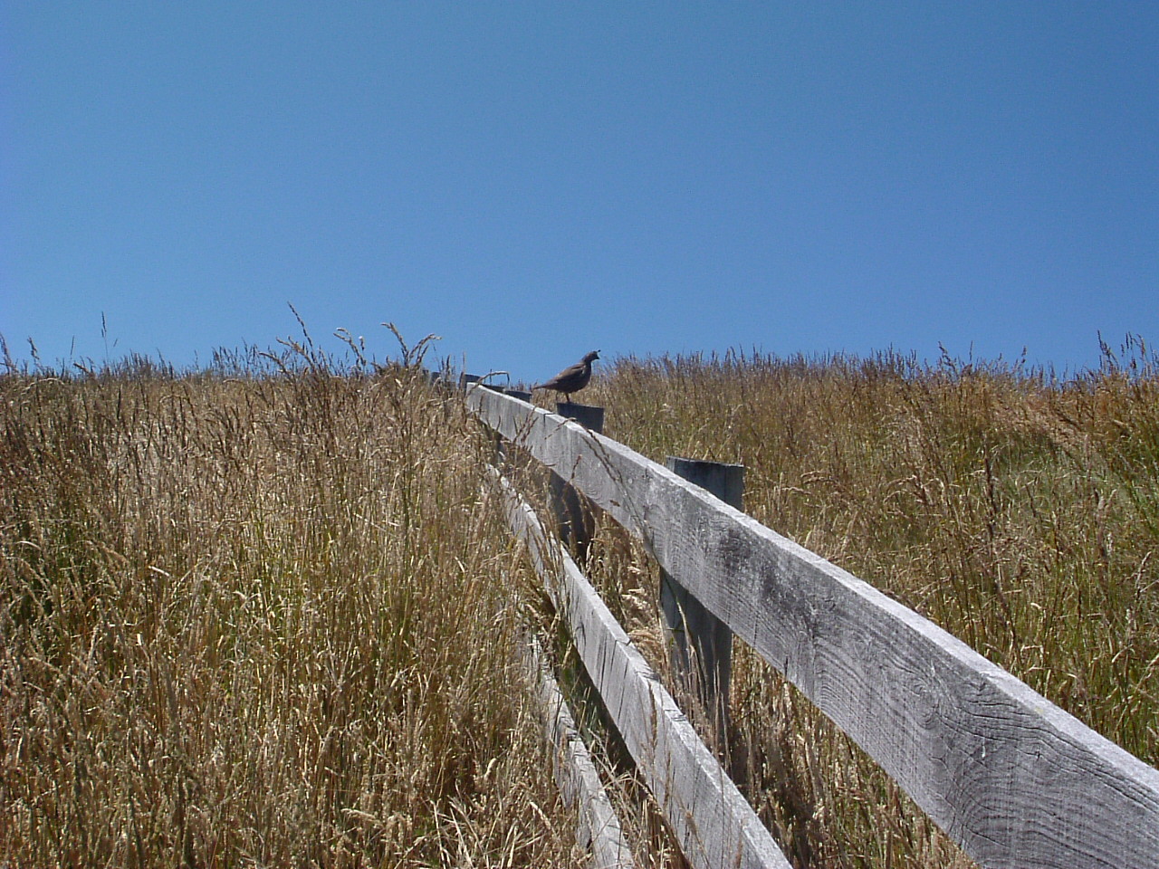 [quail+on+quail+fence.JPG]