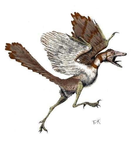 [archaeopteryx-tmk.jpg]