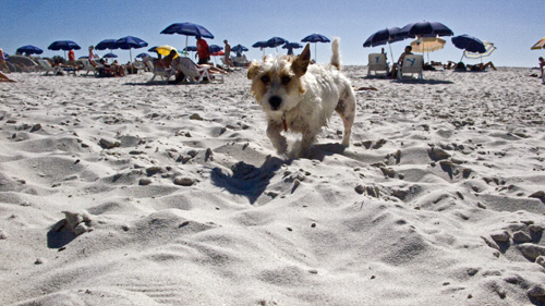 [dog_beach.jpg]