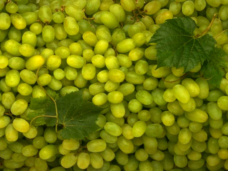 [juicy-green-grapes.jpg]