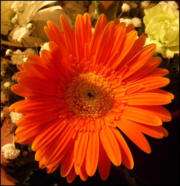 [Orange+flower2.jpg]