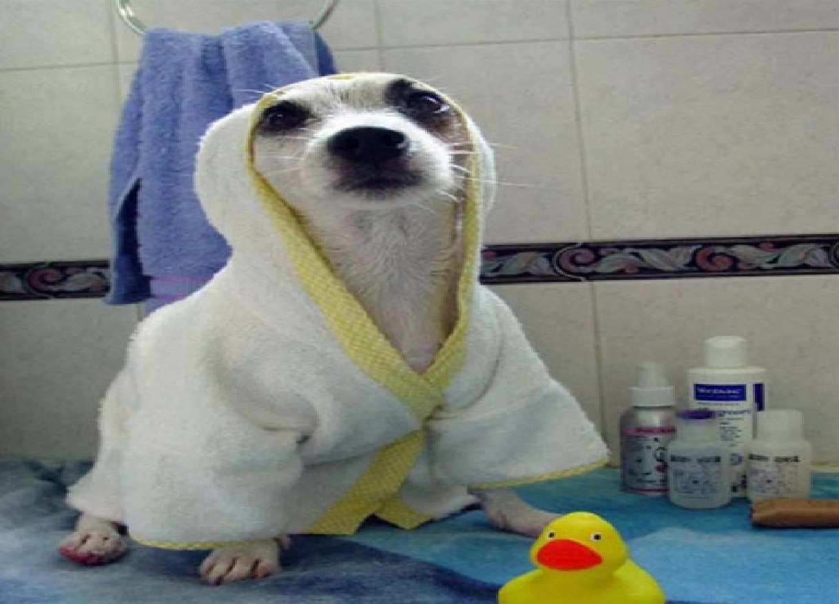 [baño+perros.bmp]