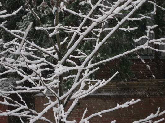 [Snowing,+January+17,+2008_1_1.JPG]