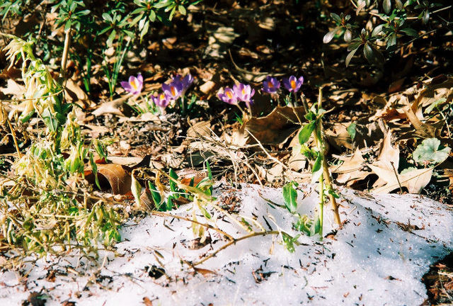 [February+22+(2007)+Crocuses+and+Snow.jpg]