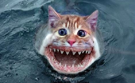 [cat-shark.jpg]