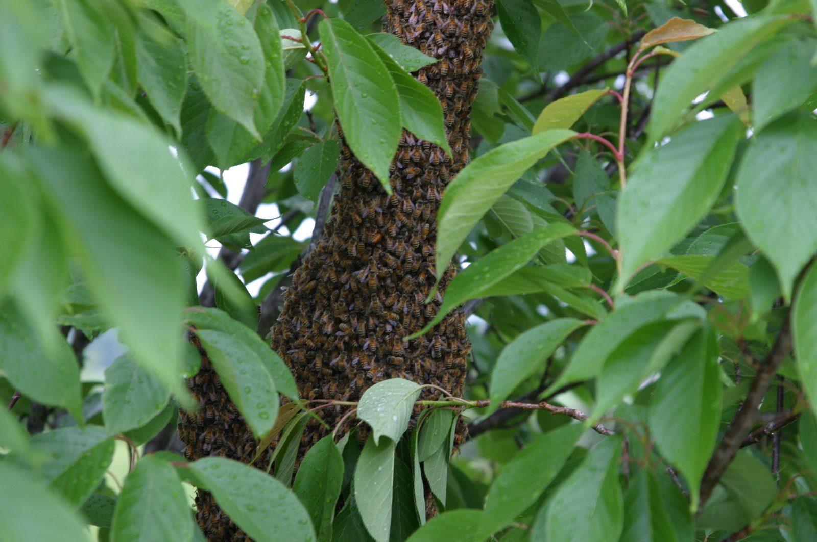 [Bee+swarm+May+2003.JPG]