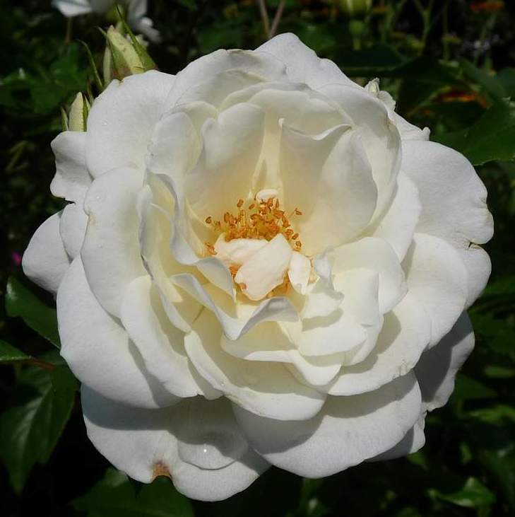 [Weiße+Rose+(7).jpg]