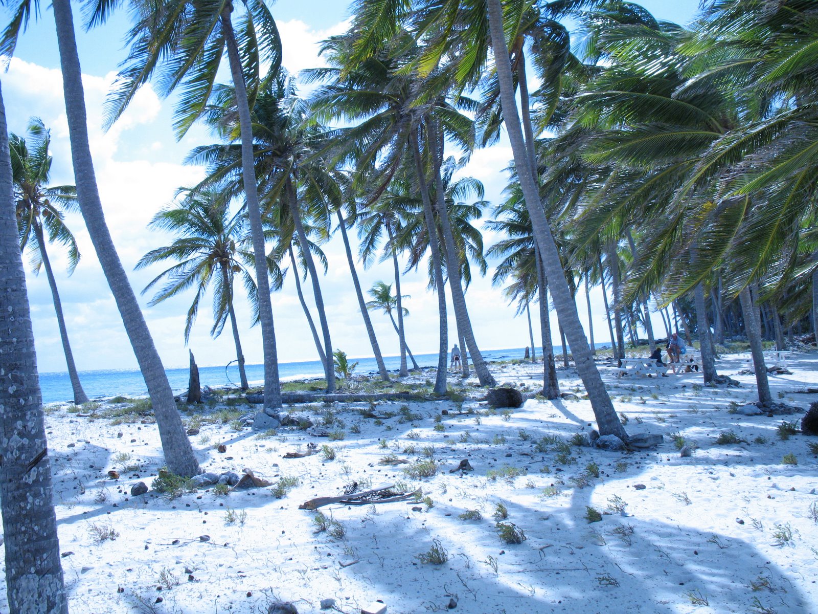 [belize+beach+with+palms.jpg]