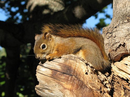 [Red+Squirrel+by+Gilles+Gonthier.jpg]
