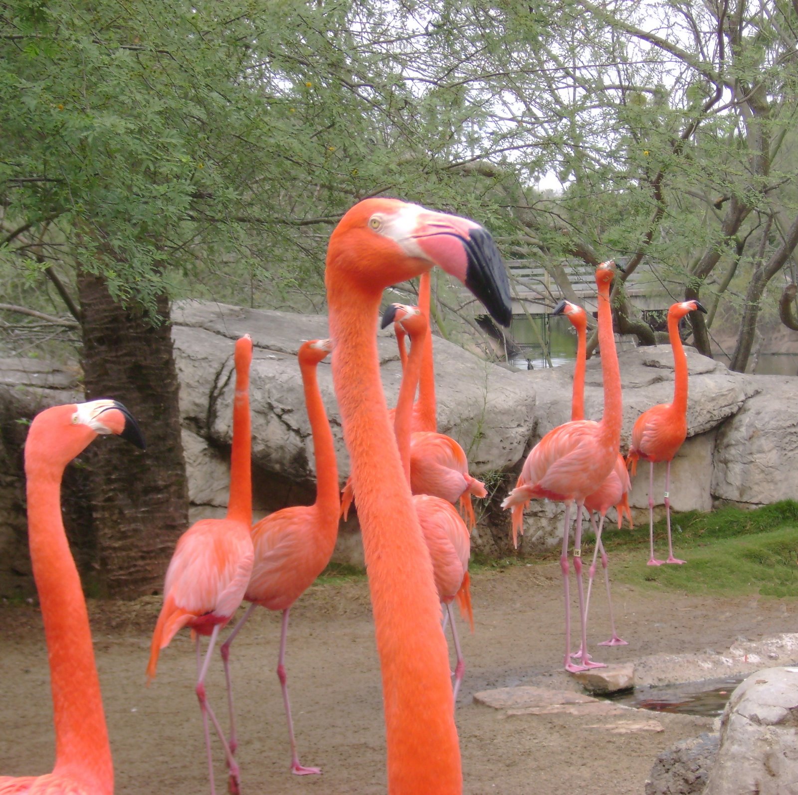 [Flamingos.jpg]