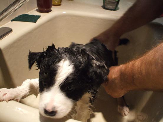 [puppy+bath.JPG]