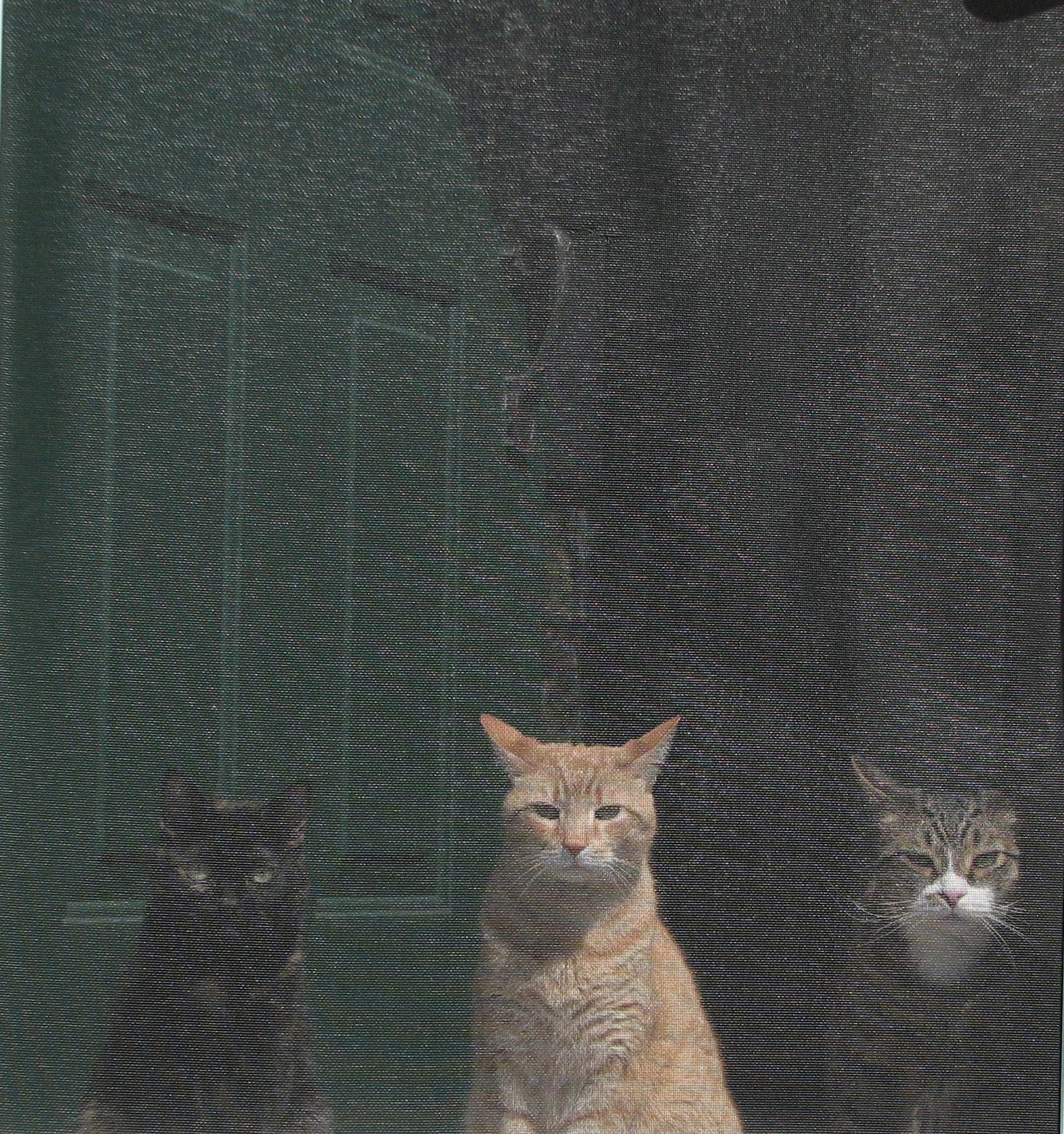 [3+cats+in+the+door.JPG]