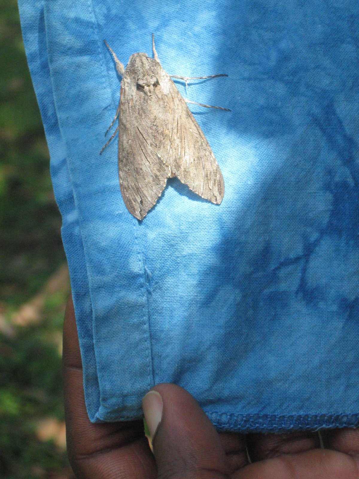 [SC~Giant+moth+on+my+drying+dress.jpg]
