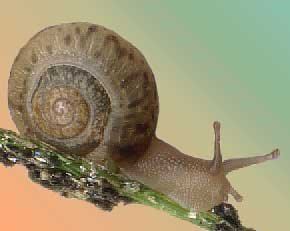 [snail-slug+2.jpg]