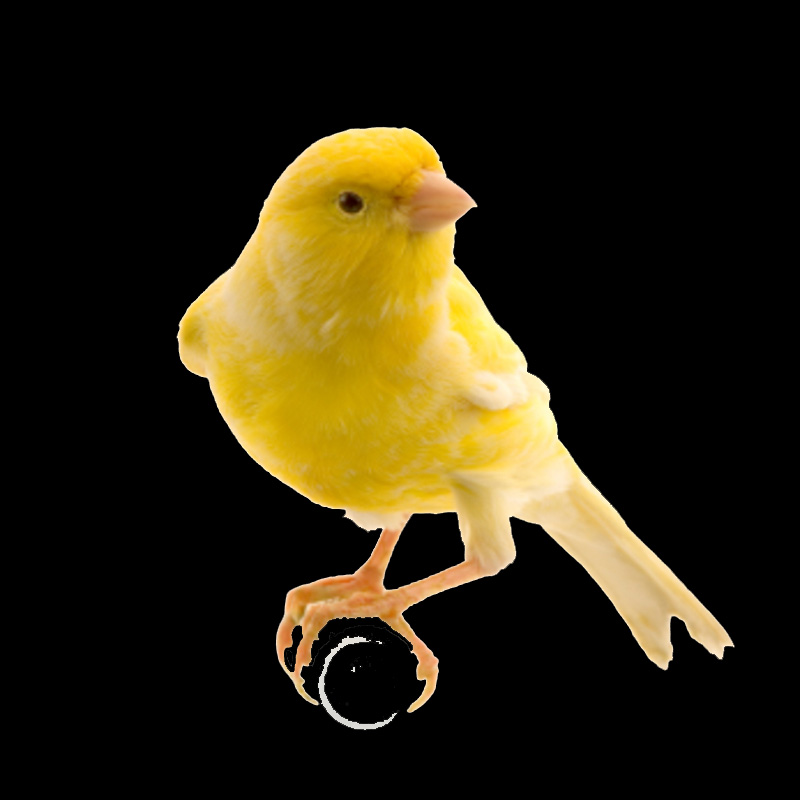 [canary2.jpg]