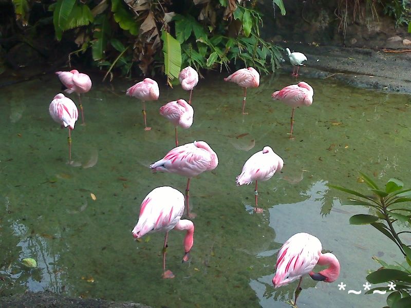 [DAK-Flamingos.jpg]