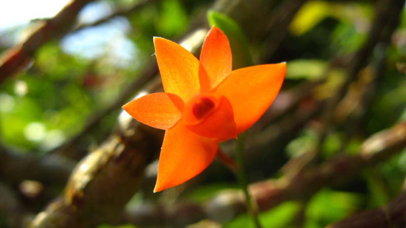 [singapore_orchid_orange2.jpg]