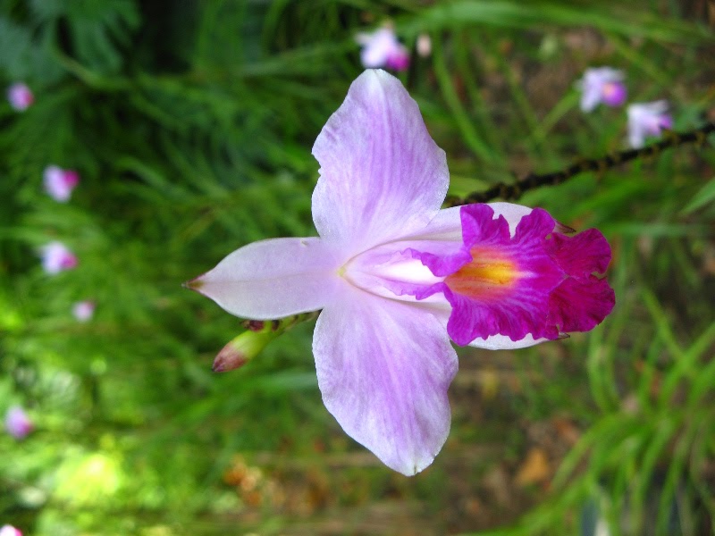 [singapore_pinkwhite_orchid.jpg]