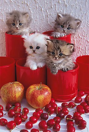 [Kittens-In-Pots-Poster-C10284416.jpeg]