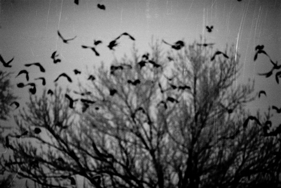 [black+birds.jpg]