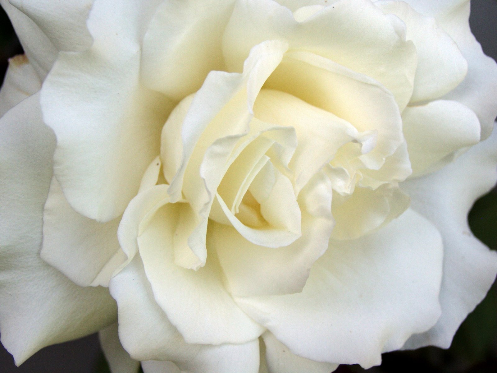 [White+Rose.jpg]
