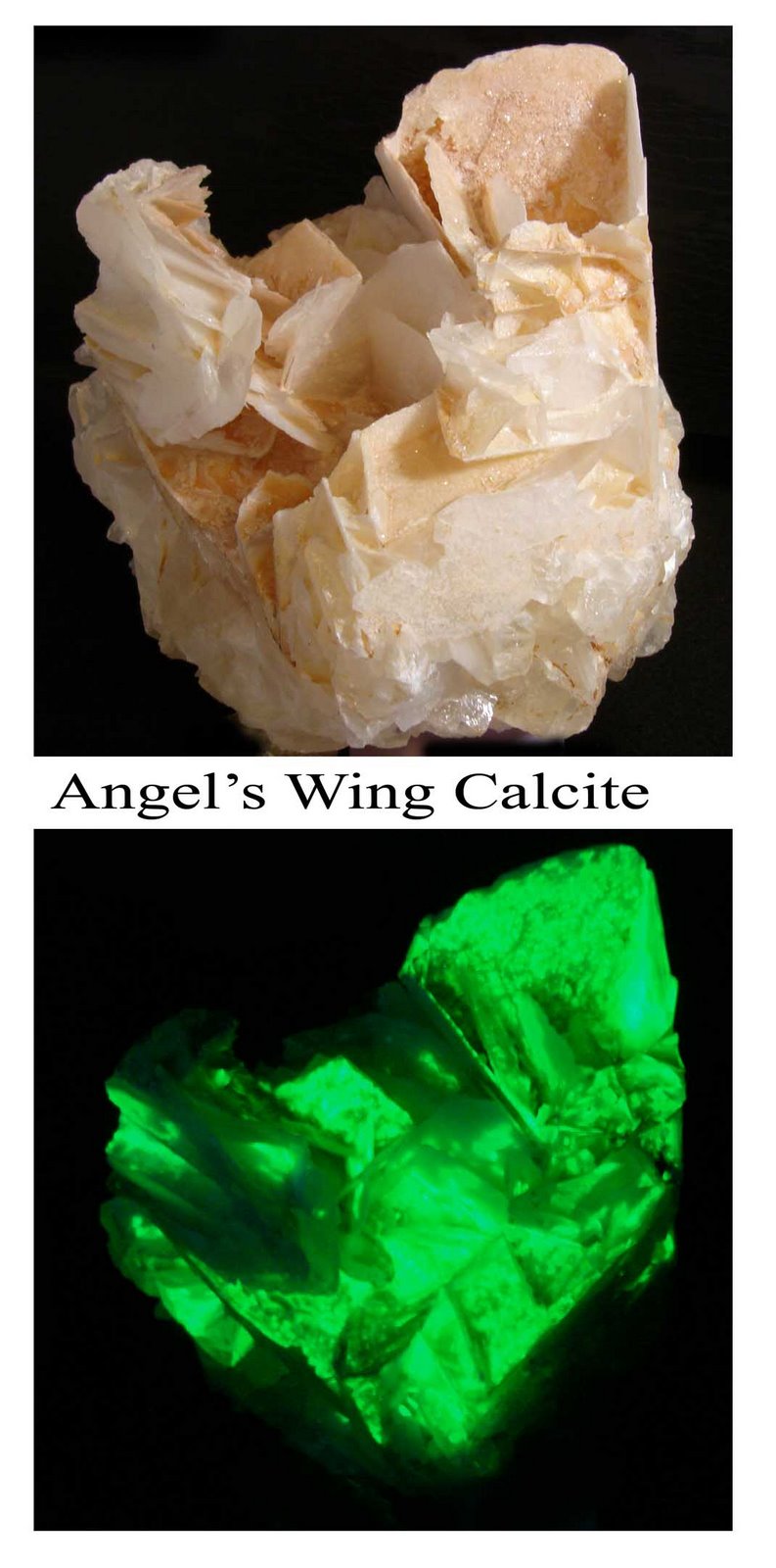 [Angel+Wing+Calcite.jpg]