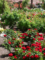H Paul Garland Municipal Rose Garden El Paso Texas