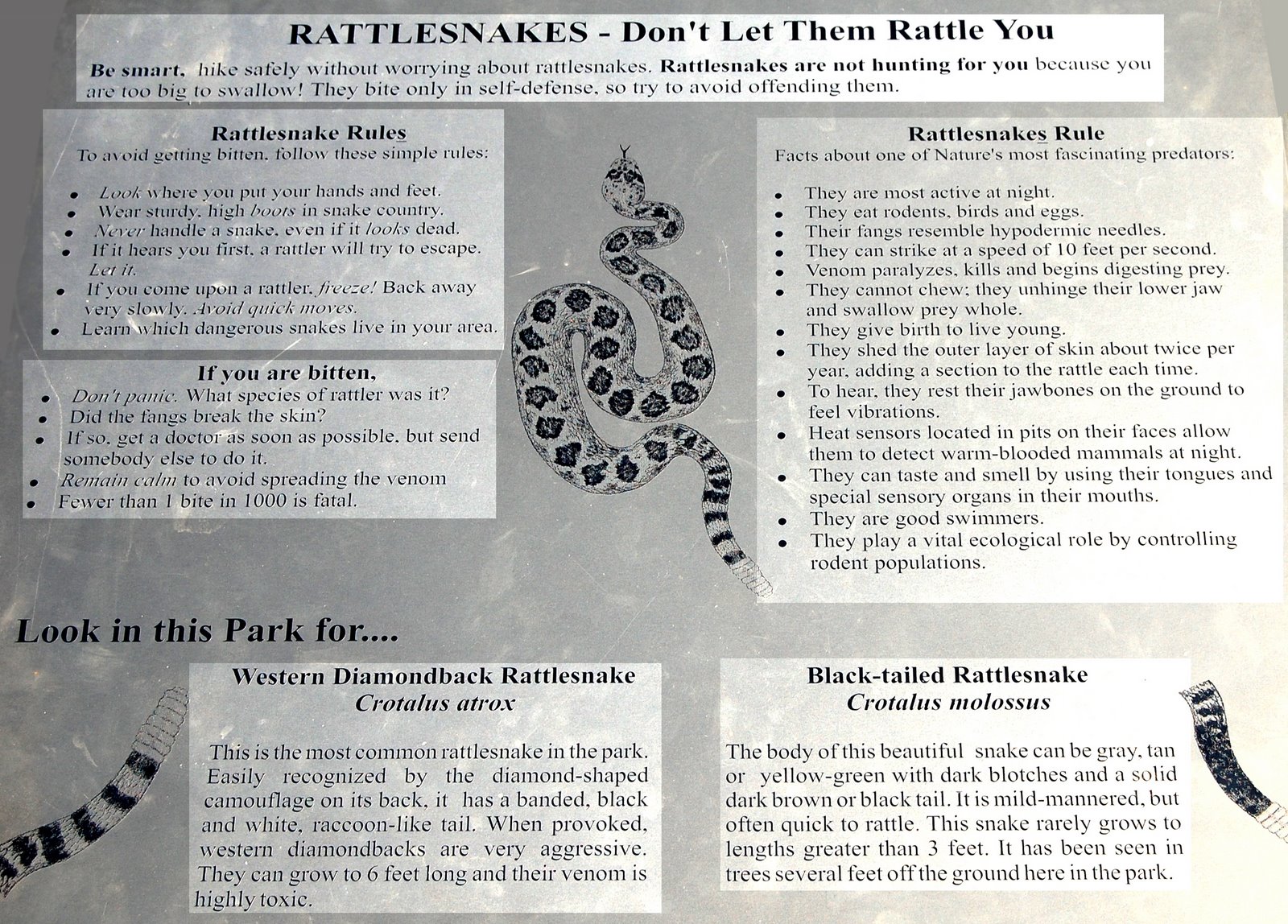 [Rattlesnakes.JPG]