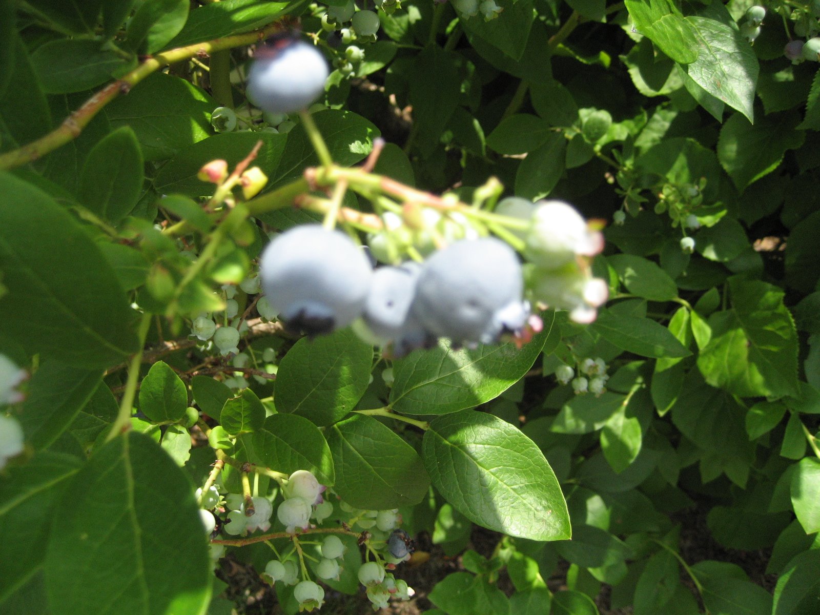 [Spooky,+blueberries+and+roses+003.jpg]
