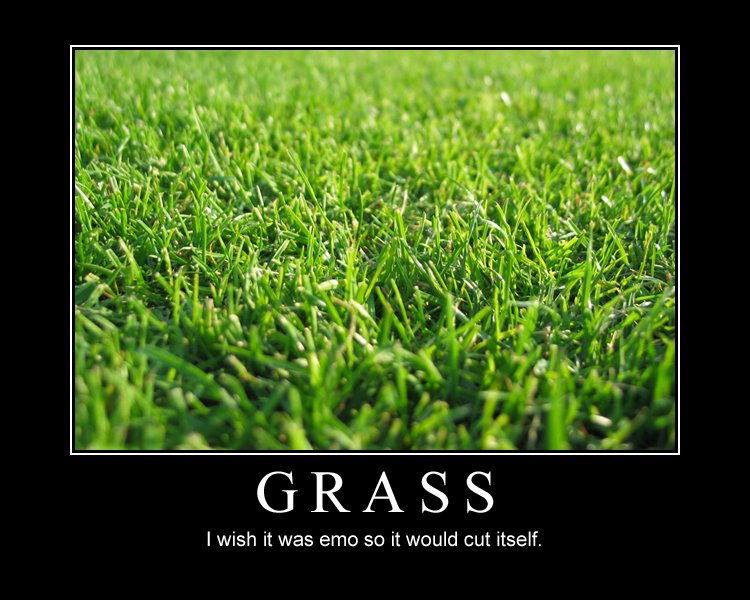 [grass.jpg]