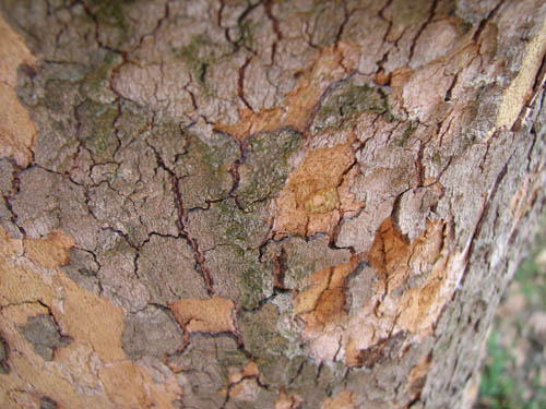 [Bark+of+the+Tree.jpg]