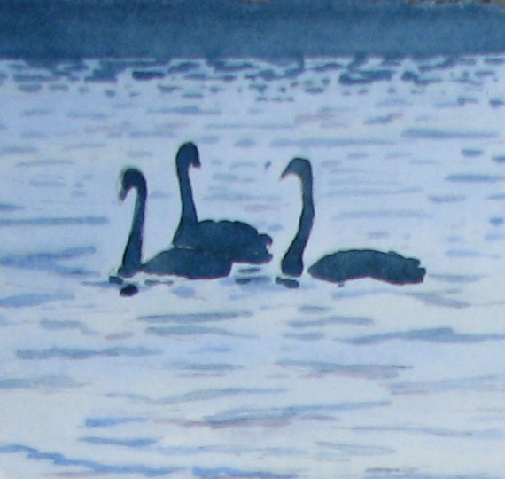 [118-Black+Swans+(NZ).jpg]