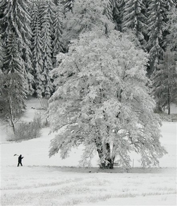 [Snow+Tree.jpg]