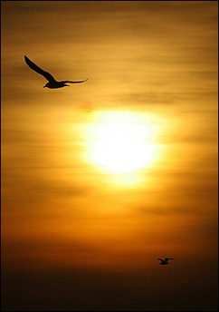 [Bird+at+Sunrise.jpg]